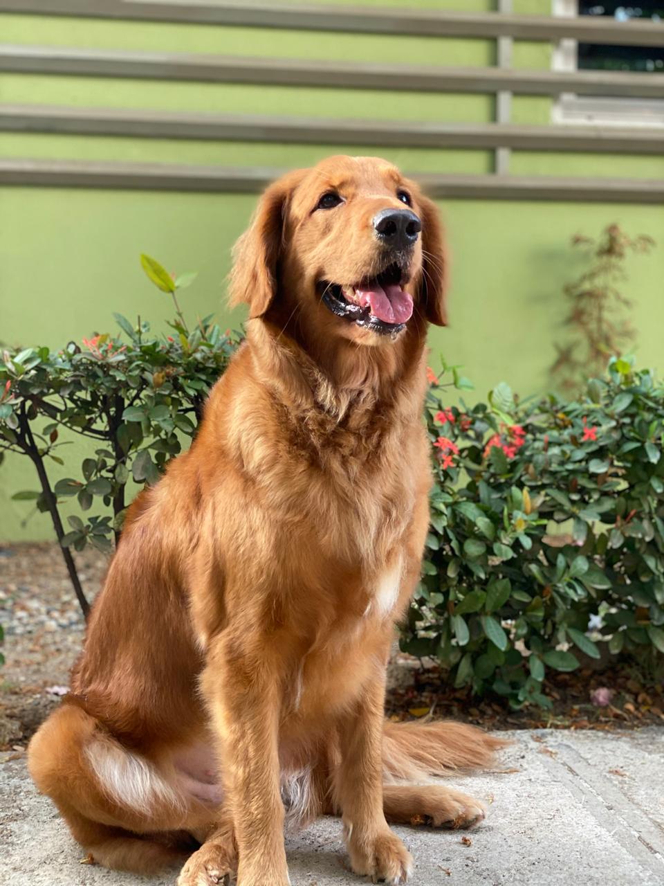 &iquest;C&oacute;mo evitar la ansiedad en las mascotas por el desconfinamiento?