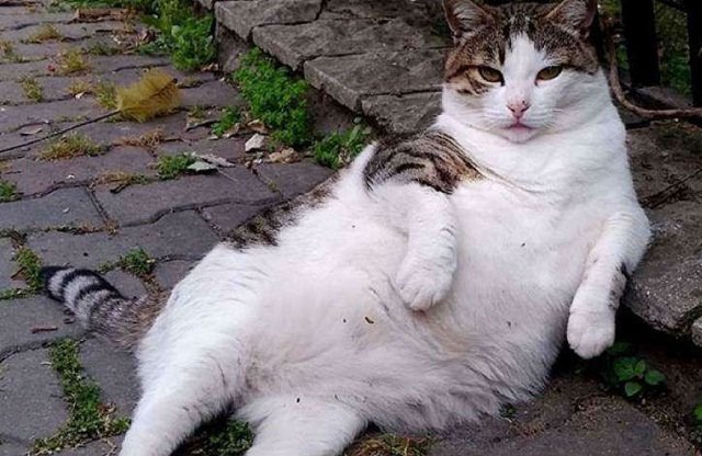 la Obesidad: Un problema de perros, pero tambi&eacute;n de gatos