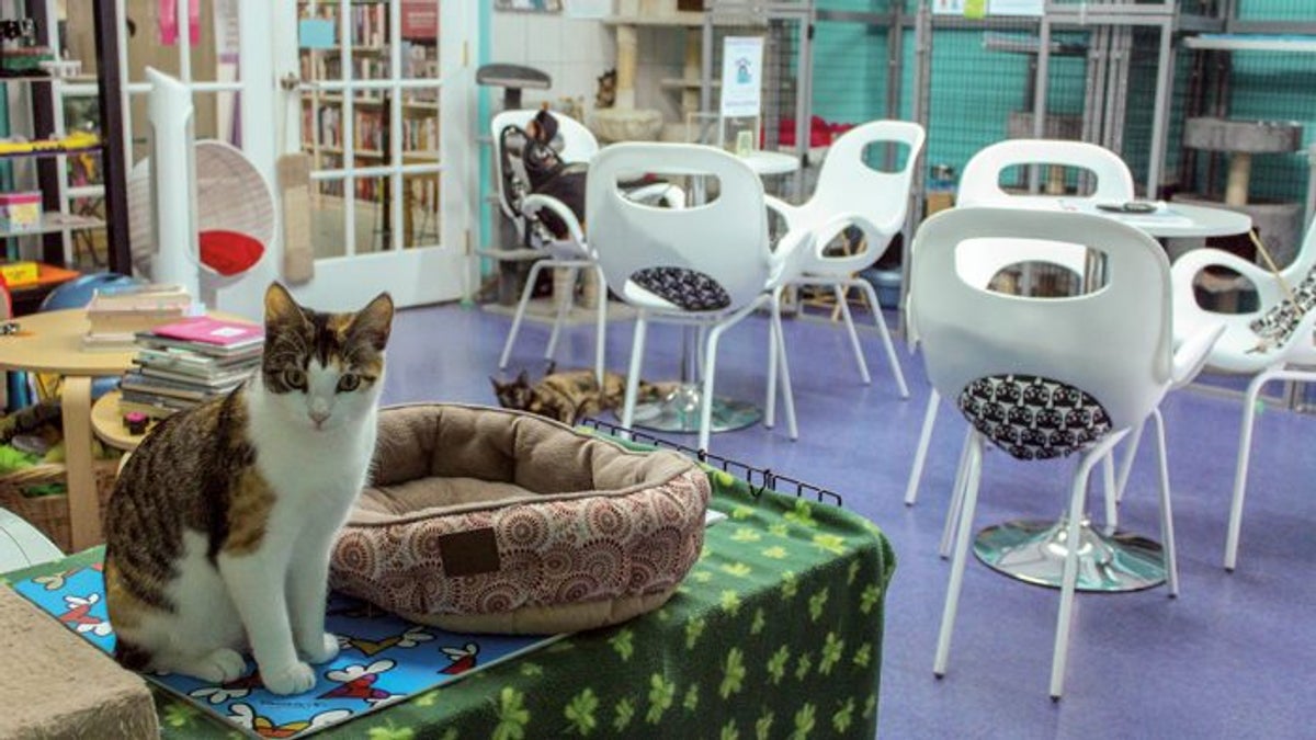 Pek&iacute;n cambia el caf&eacute; con leche por el caf&eacute; con gatos y perros