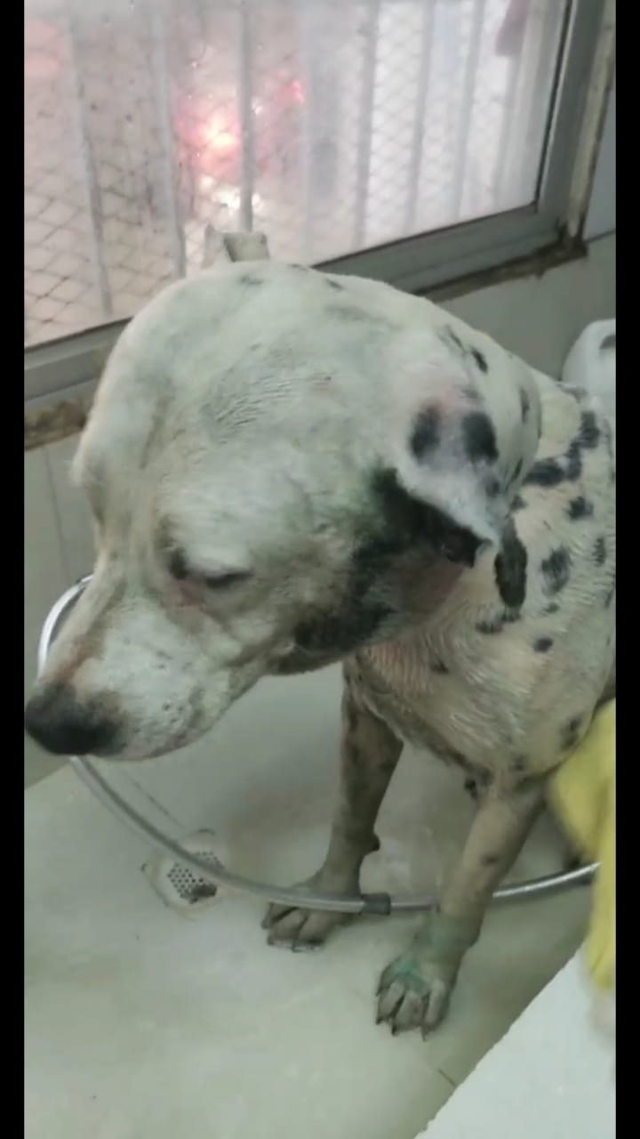 Perro llega solo a veterinaria pidiendo ayuda