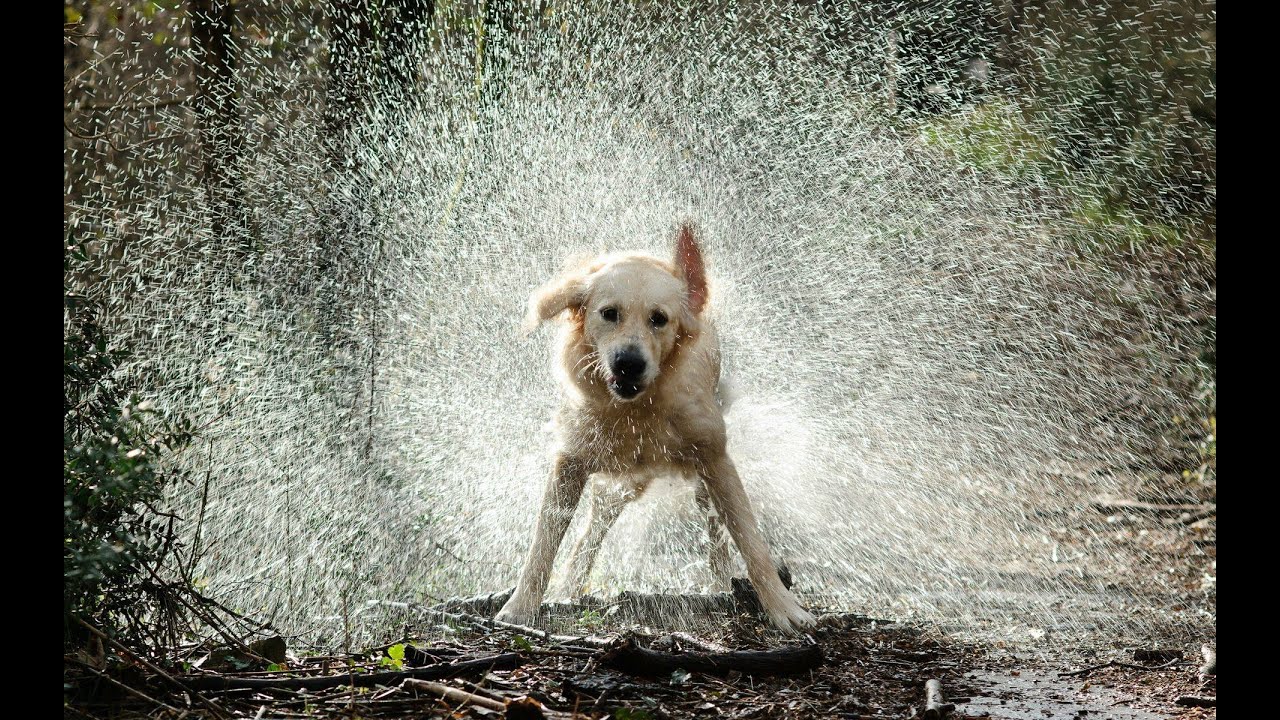 &iexcl;Todos Podemos Ayudar a los Perritos Callejeros de las Lluvias!