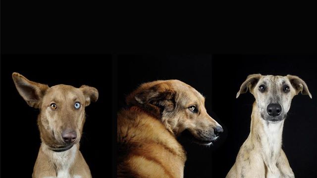 Un a&ntilde;o de un perro no equivale a 7 a&ntilde;os humanos. &iexcl;Conoce como envejecen!