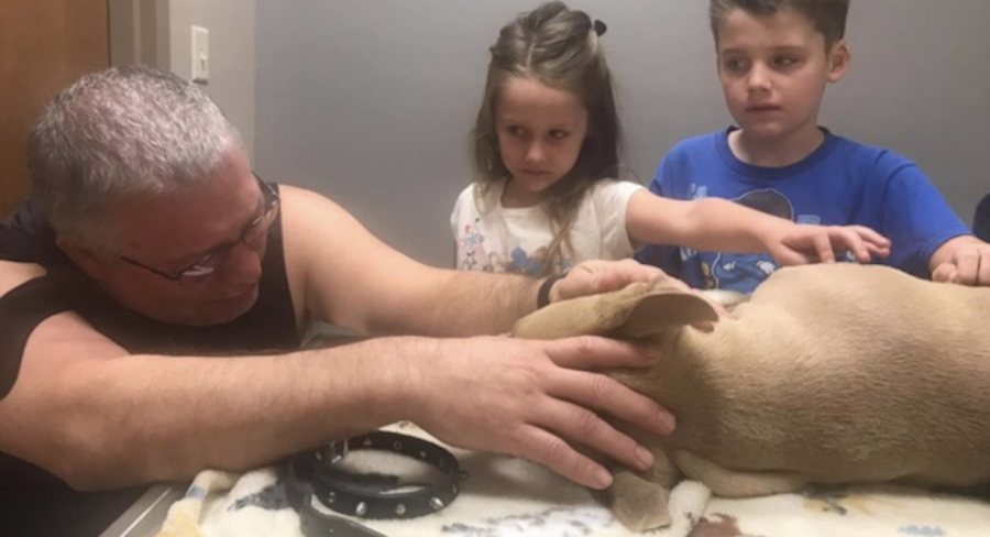 Un pitbull muere salvando a dos ni&ntilde;os del ataque de una serpiente venenosa