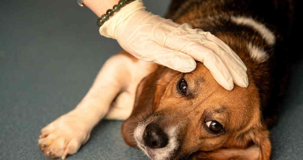 Una misteriosa enfermedad est&aacute; matando a los perros en Noruega