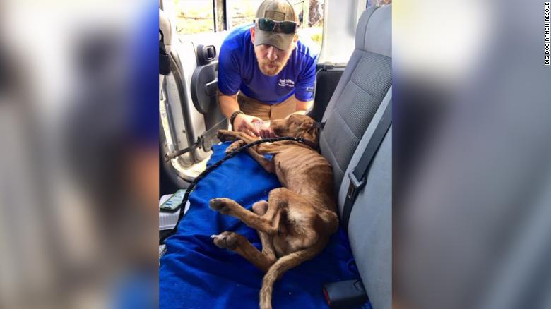 En Bahamas hallan un perro vivo debajo de los escombros de un edificio a un mes del hurac&aacute;n
