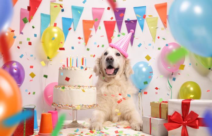 &iquest;Porque se celebra el D&iacute;a Mundial del Perro?