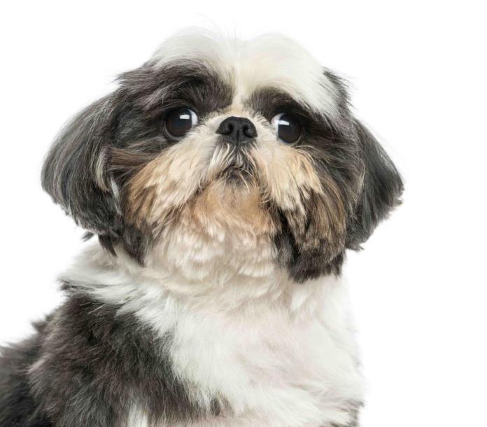 Joven mata al perro de su novia porque ella no le respond&iacute;a las llamadas