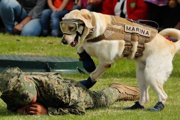 Perrita &lsquo;Frida&rsquo; se jubila en labores de rescate; ayudar&aacute; a entrenar a otros caninos