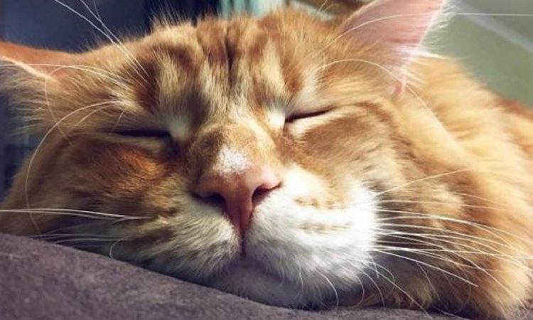 Omar el gato que ostenta el t&iacute;tulo del &ldquo;m&aacute;s grande del mundo&rdquo;