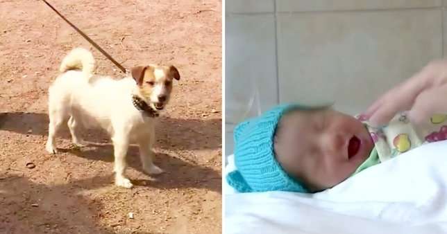 Perro gu&iacute;a a su due&ntilde;o hasta un beb&eacute; reci&eacute;n nacido abandonado